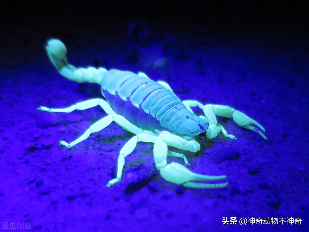 致命毒蝎号称“穷人的毒品”，巴铁还把它当烟抽，它有什么魔力？