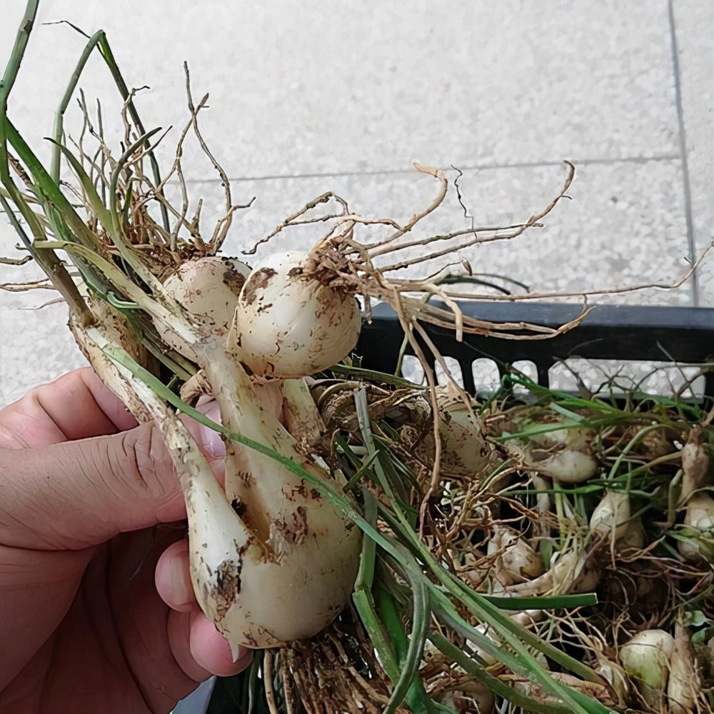 獨頭黑蒜的功效與作用(農村地裡挖出的野菜) - 行就行