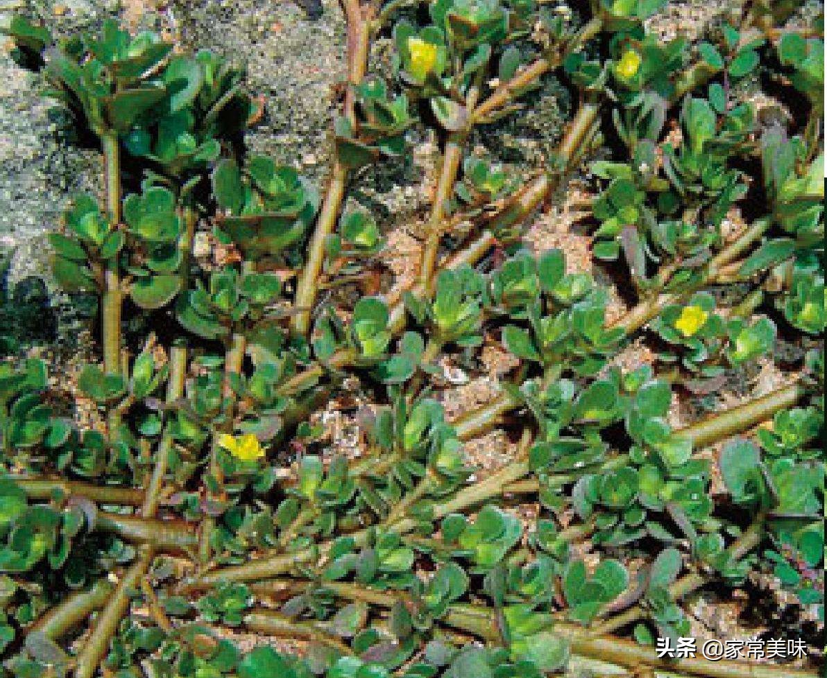 农村餐桌最常见的10种野菜，你吃过几种？见到它们你敢说都认识？