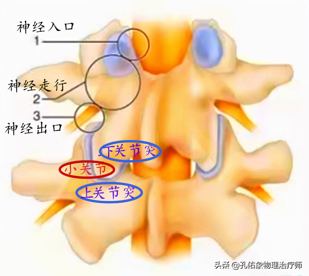 患了頸椎病,會有哪些症狀?該如何治療?