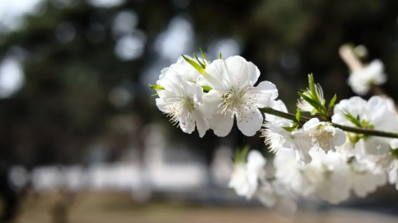 高清大图预警！北京高校“绝美”春景放送，随手一拍就是壁纸！