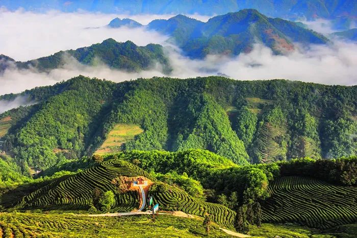 官宣！漢中市茶旅融合精品線路發(fā)布