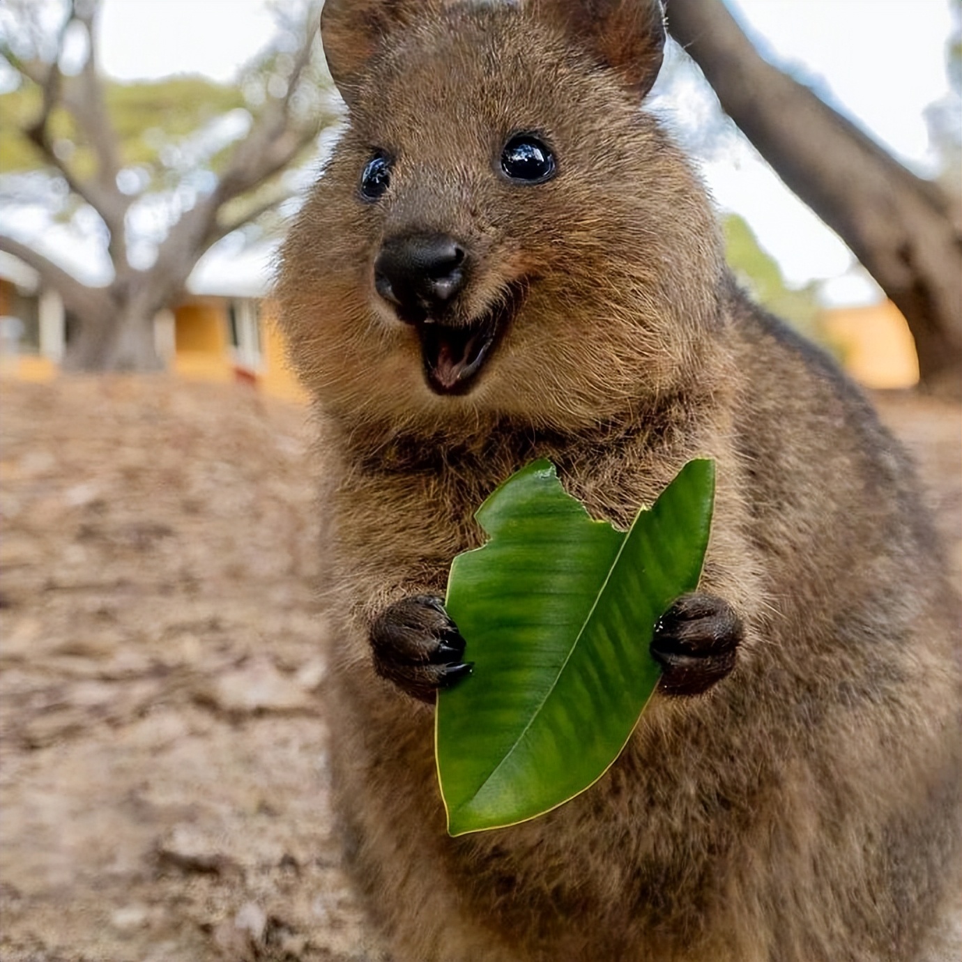 世界上最爱笑的袋鼠,遇到危险时,笑着把孩子丢掉然后逃跑