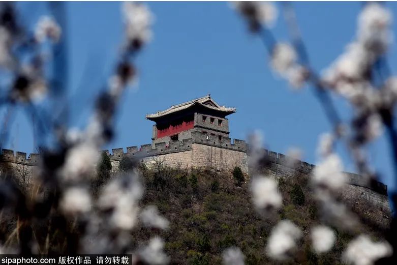 绝美长城赏花攻略，陶醉于漫山花枝疏影之间~