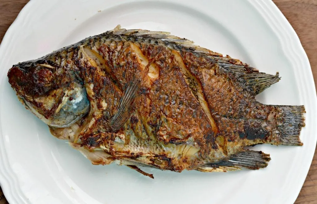 热带鱼——罗非鱼：中国人喜爱程度不高，美国人最爱的一条鱼