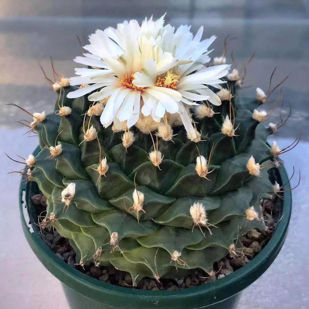 无刺王冠龙大型仙人球32,肋骨牡丹稀有品种仙人球31,迷你牧师仙人柱