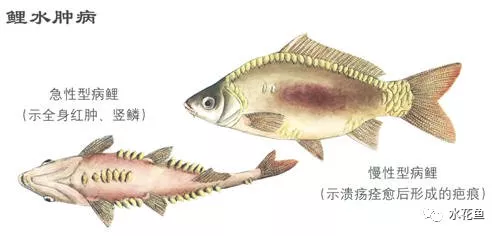 鱼的发病源头主要来自于四个因素影响
