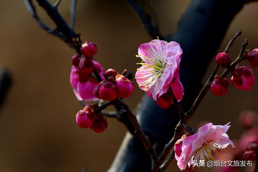 春风十里，烟台赏花走起！