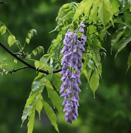 紫藤花语象征与寓意(紫藤花背后的花语与其故事)