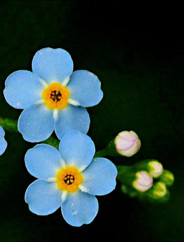 勿忘我～蓝色的爱