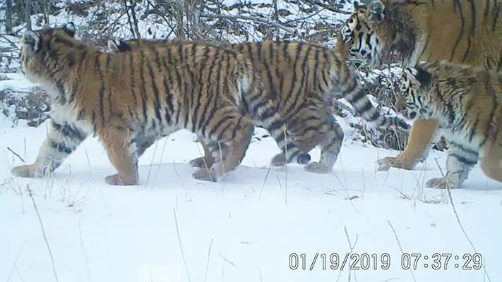 老虎频繁进村真相:年轻虎无处可去,俄国虎内卷严重,向我国回迁