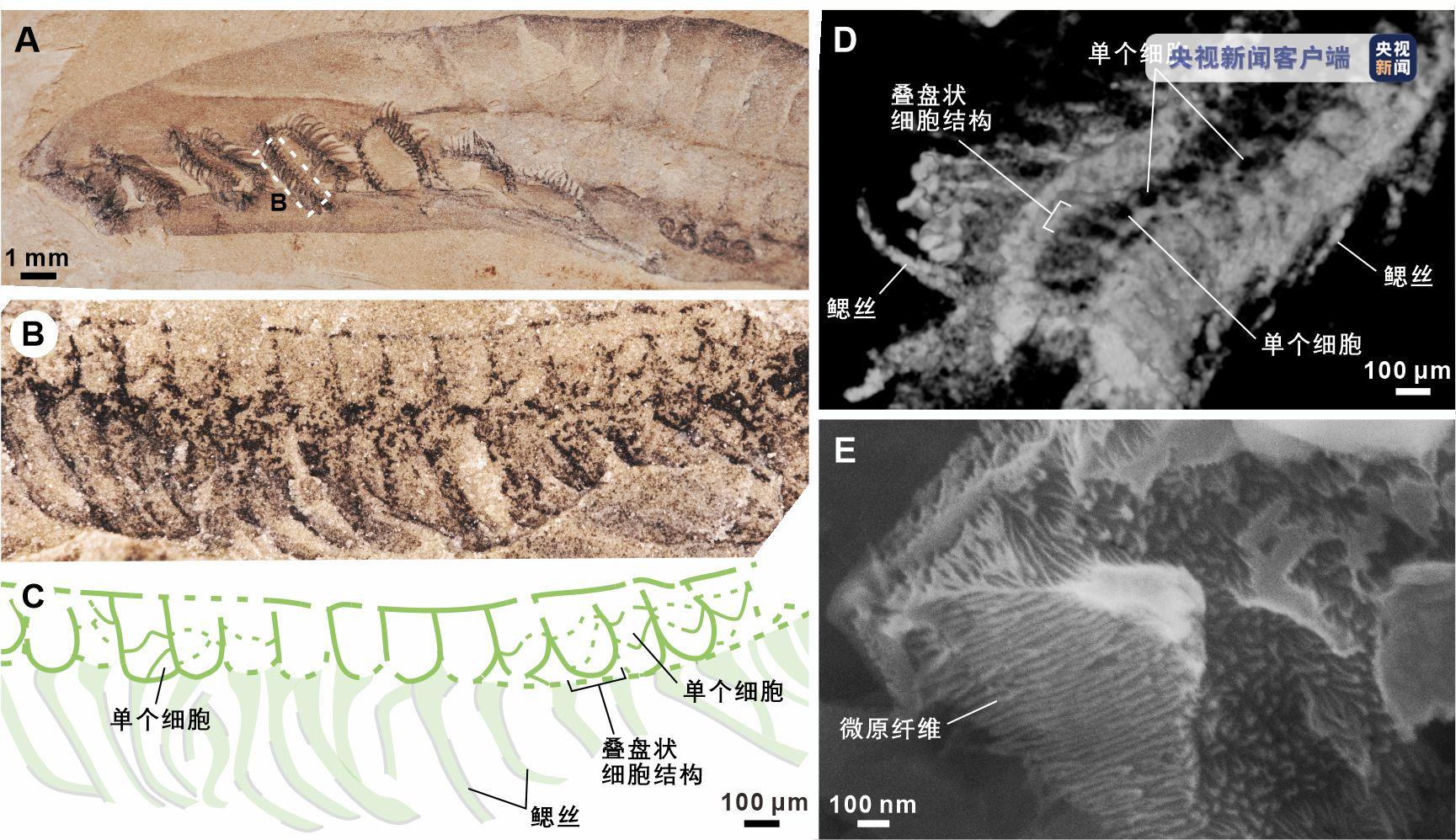 距今5.18亿年！我国科学家研究确认云南虫是最原始脊椎动物