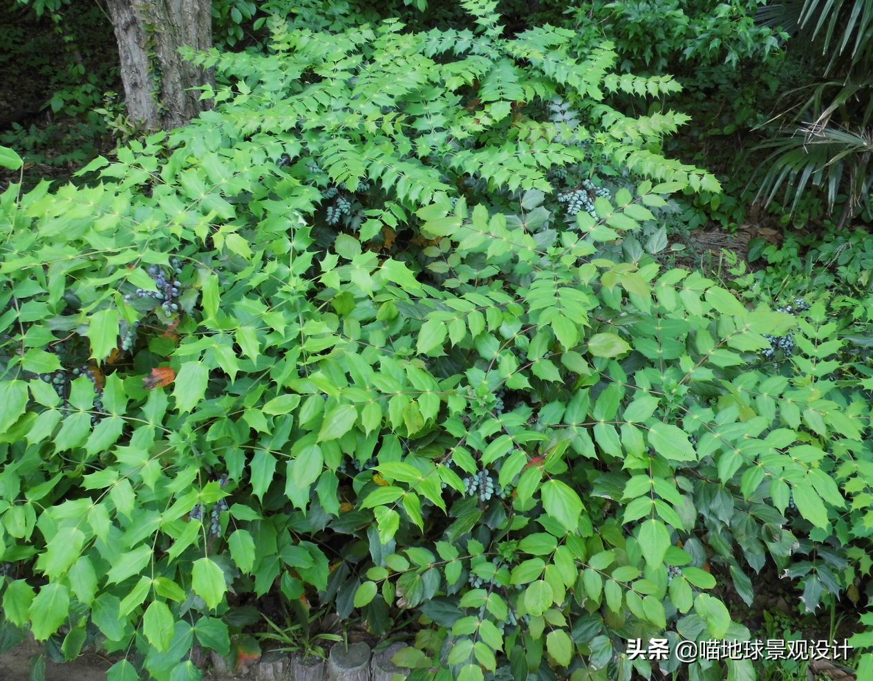 私家庭院景观设计：适合南京、合肥一带种植的常绿灌木