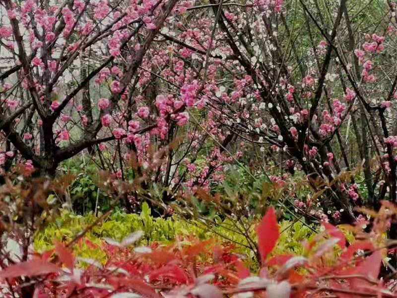 水龙吟·赣南春色