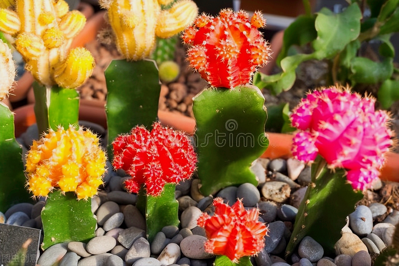 一花一深爱，花开国色天香，花落仪态万方，心有一束花爱情深似水