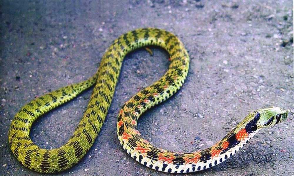 农村常见的十五种蛇类,你见过多少?它们又有着怎样的危险呢?