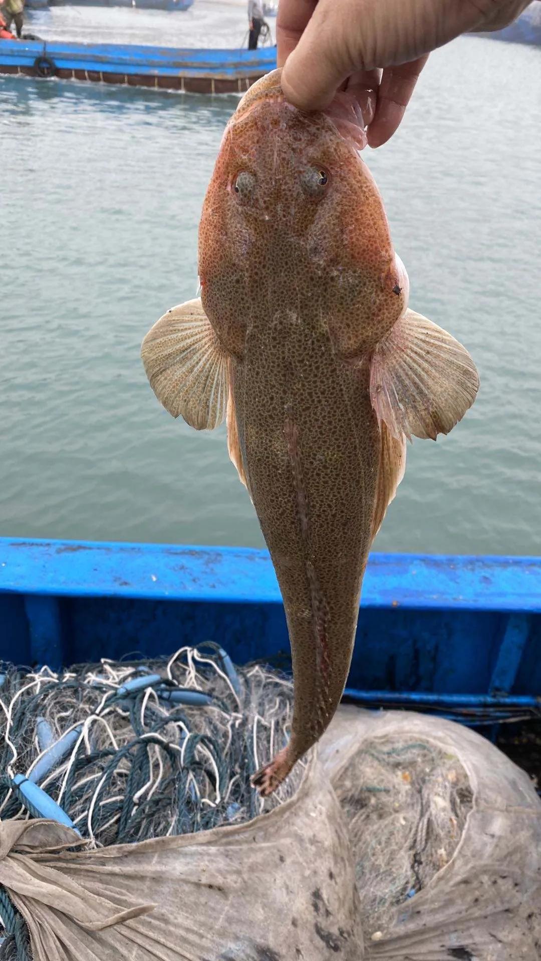 鱼类食材大全