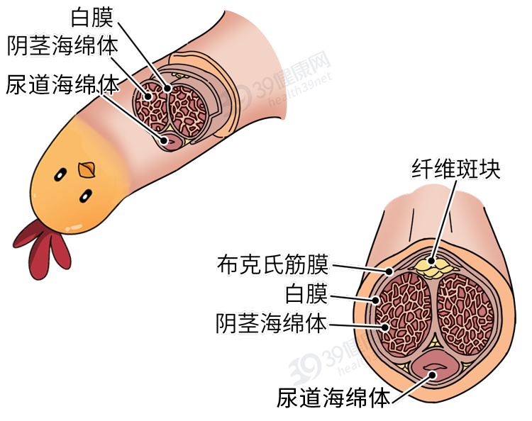 正经科普：男人的“丁丁”，为何会缩小？不排除这5点原因