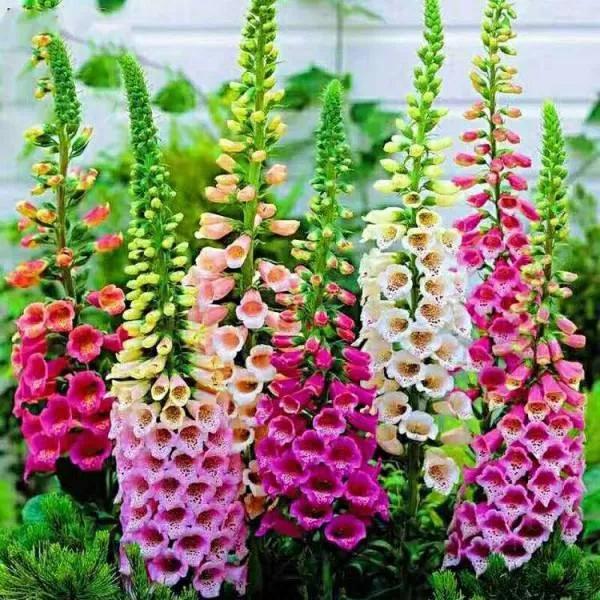 花朵美图｜温柔甜美的初吻、大丽花、耧斗菜花朵合集160张