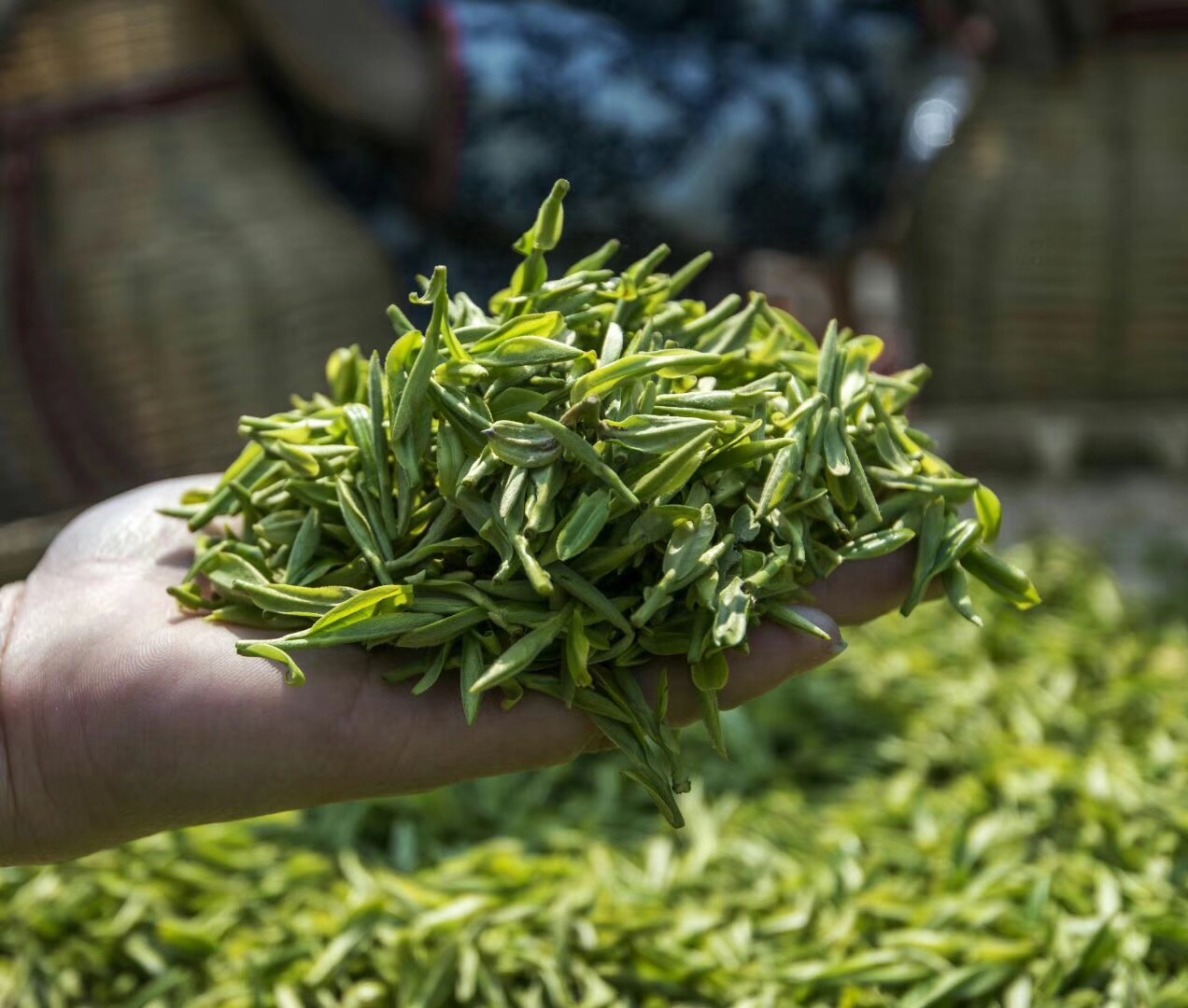 什么牌子的绿茶好,