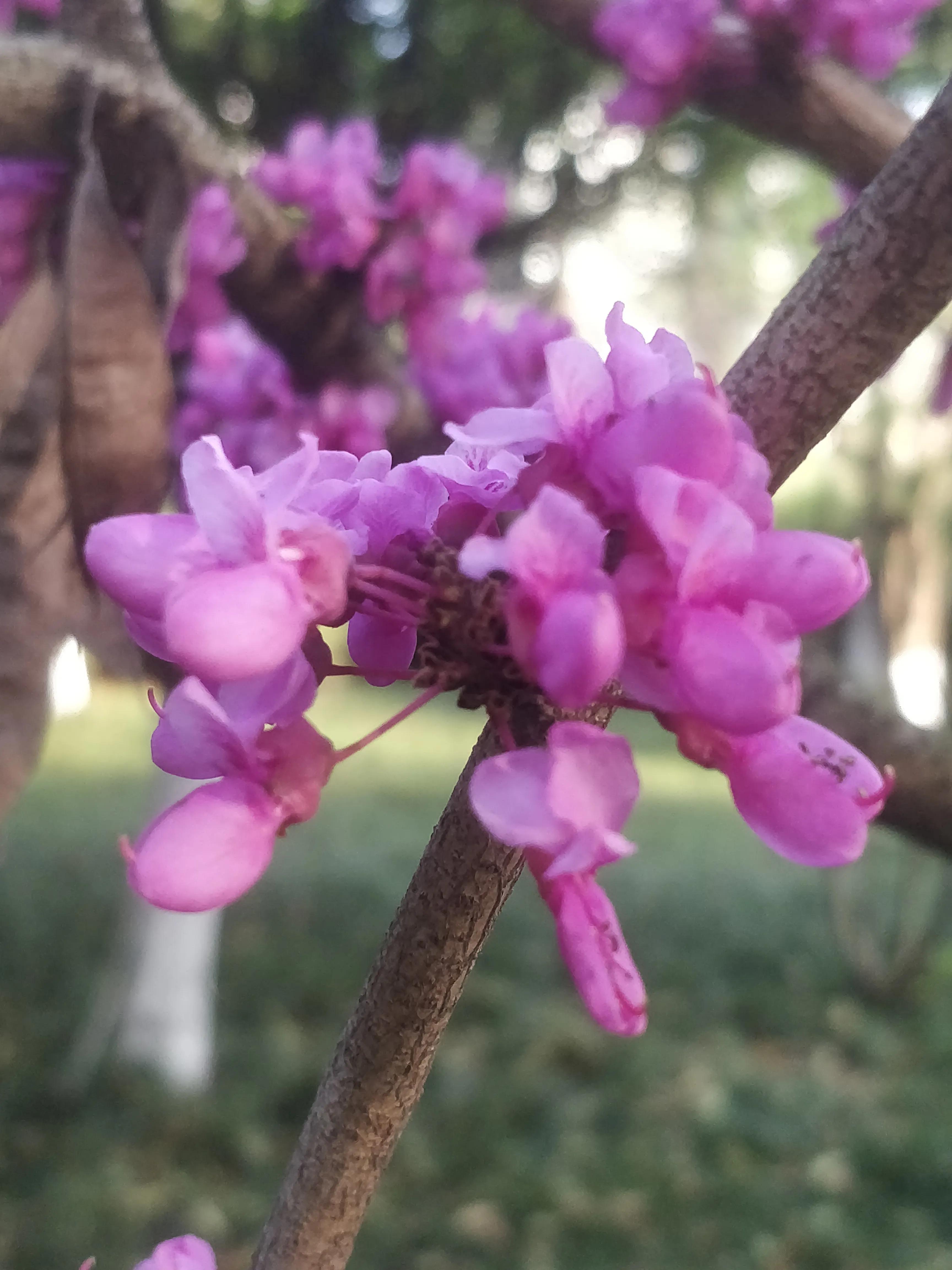 冬去春来满条红，风动紫荆花飘香