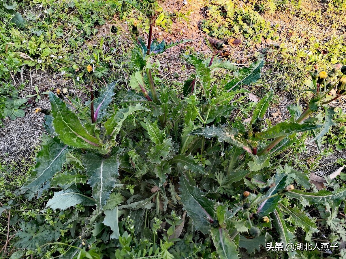 野菜的种类和做法（带你见识不同的野菜和吃法） 39