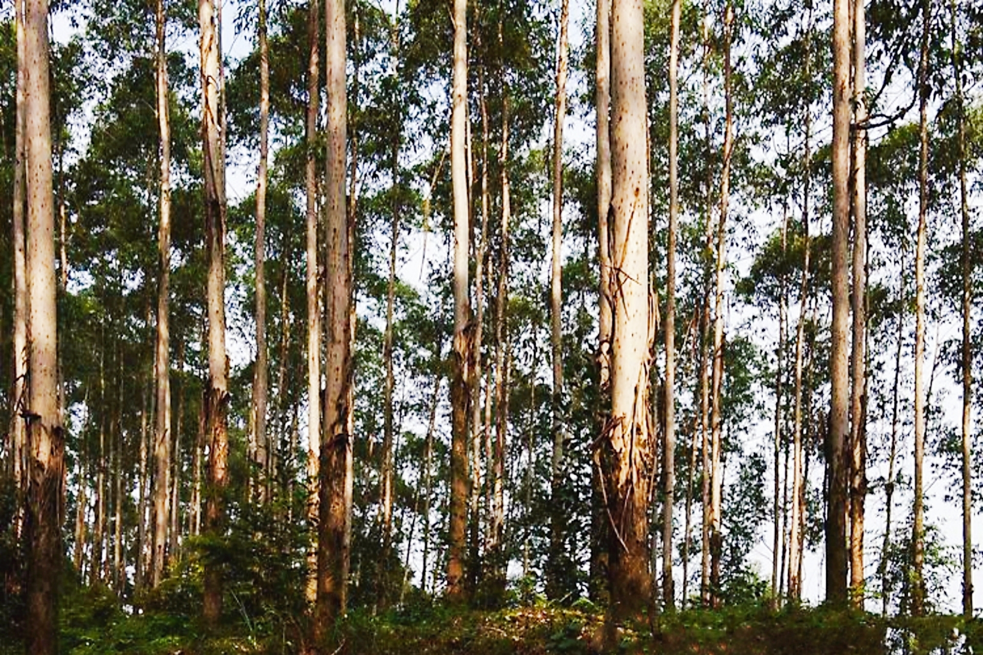 今日广西桉树木材价格「今日广西桉树收购价多少钱一吨」-友友