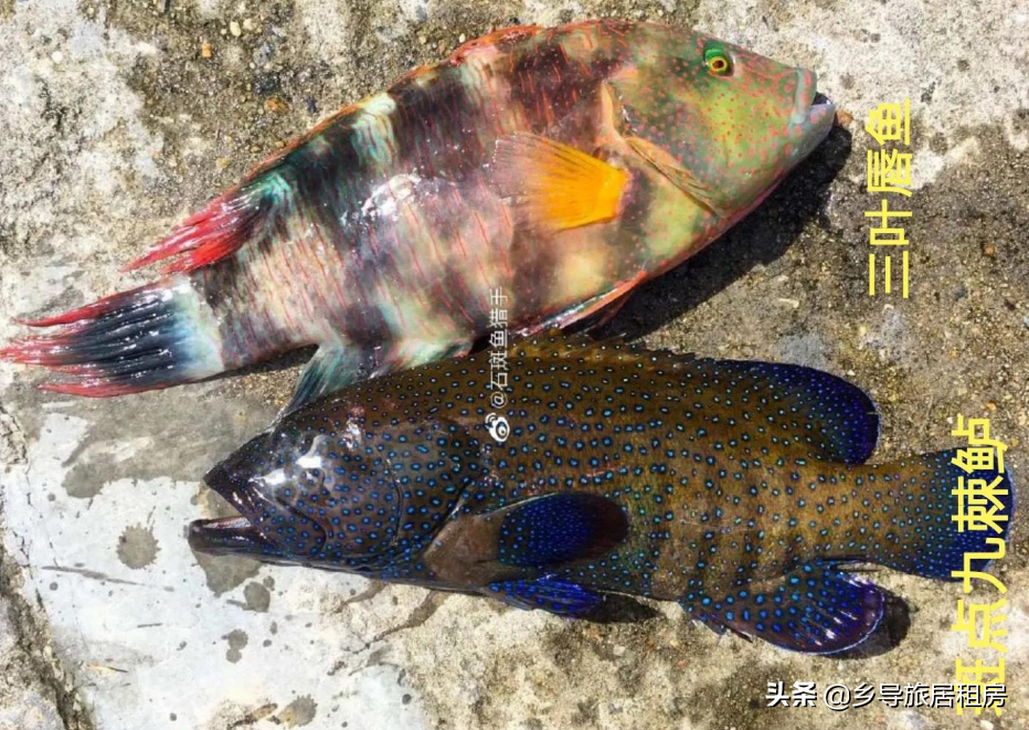 石斑魚圖片,石斑魚圖片大全 圖片高清