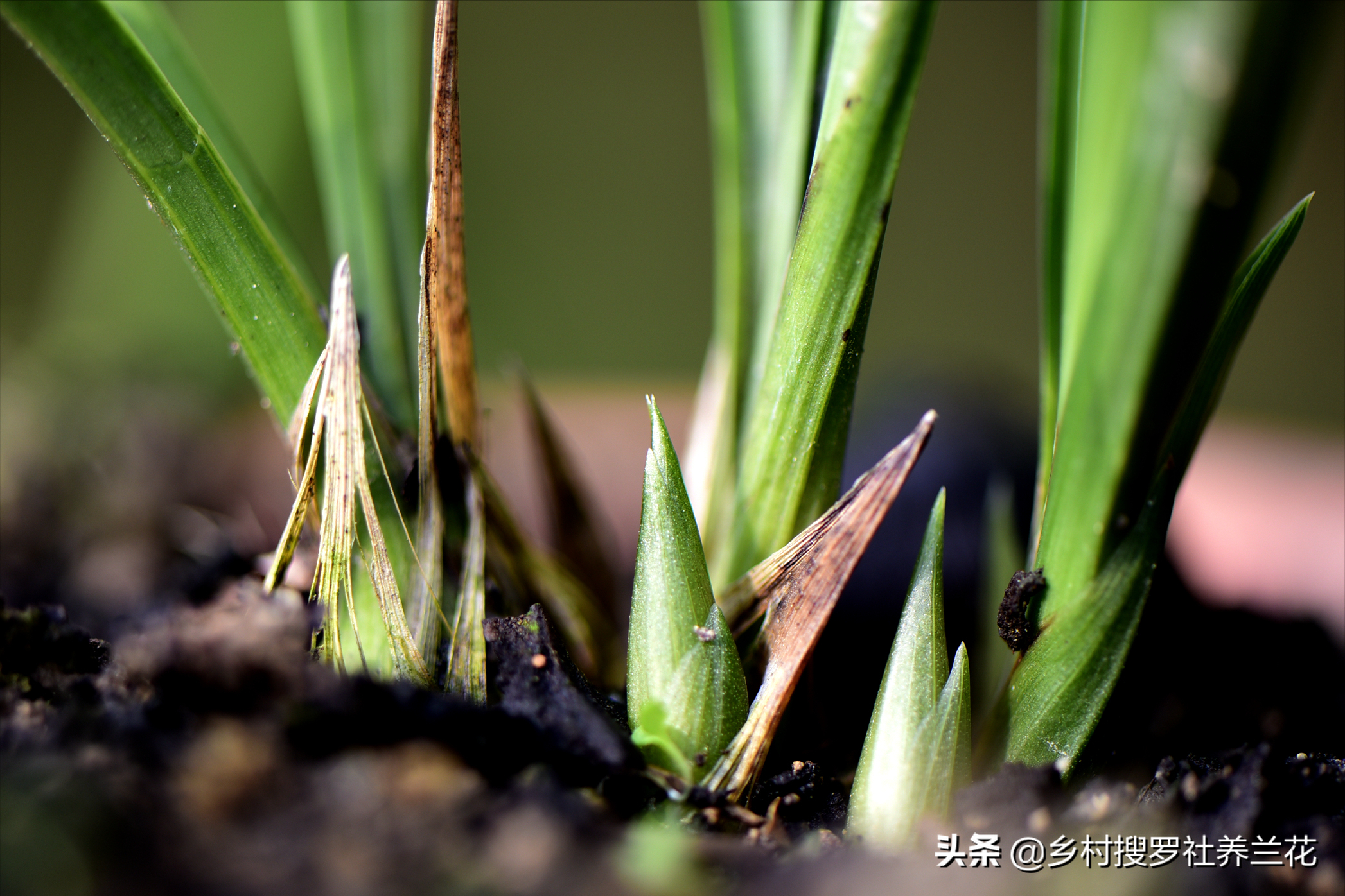 掌握3个核心数据，家里阳台养兰花，开花率不比专业兰园差
