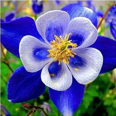 花朵美图｜温柔甜美的初吻、大丽花、耧斗菜花朵合集160张