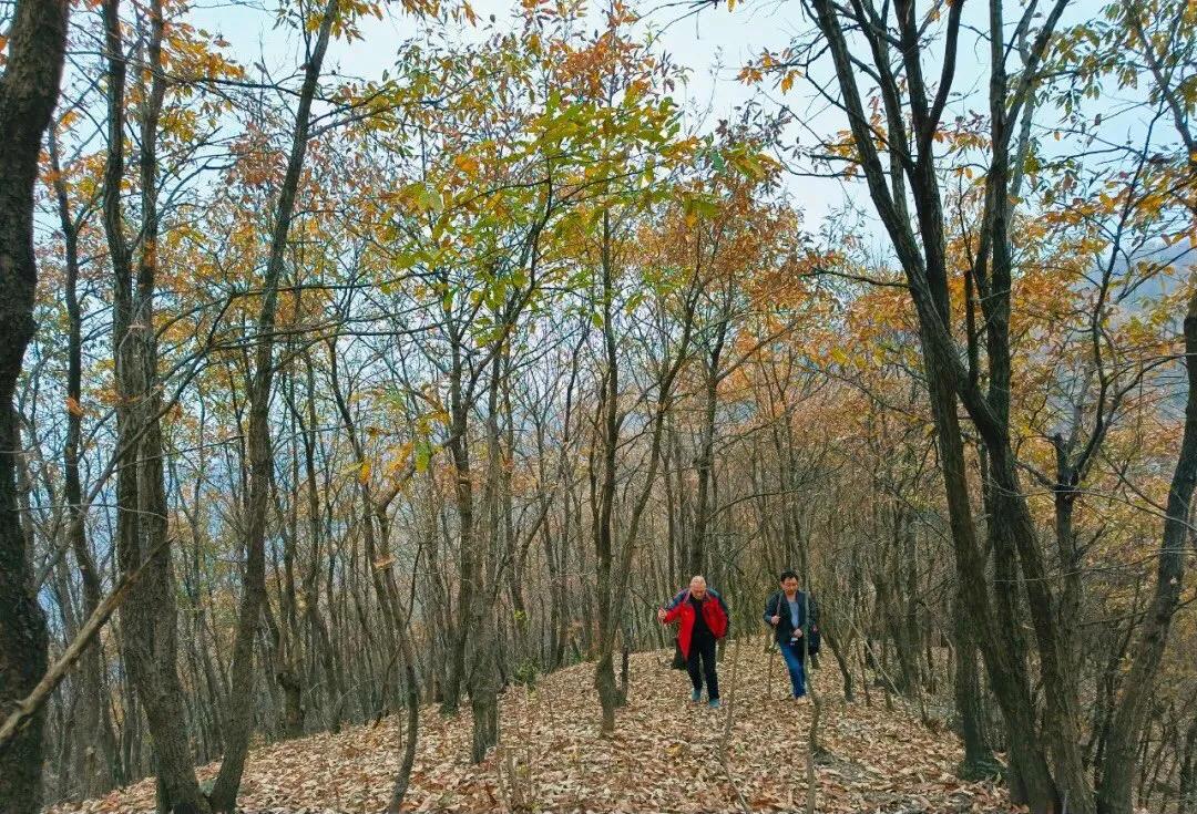 初冬秘境，大栎山24丩