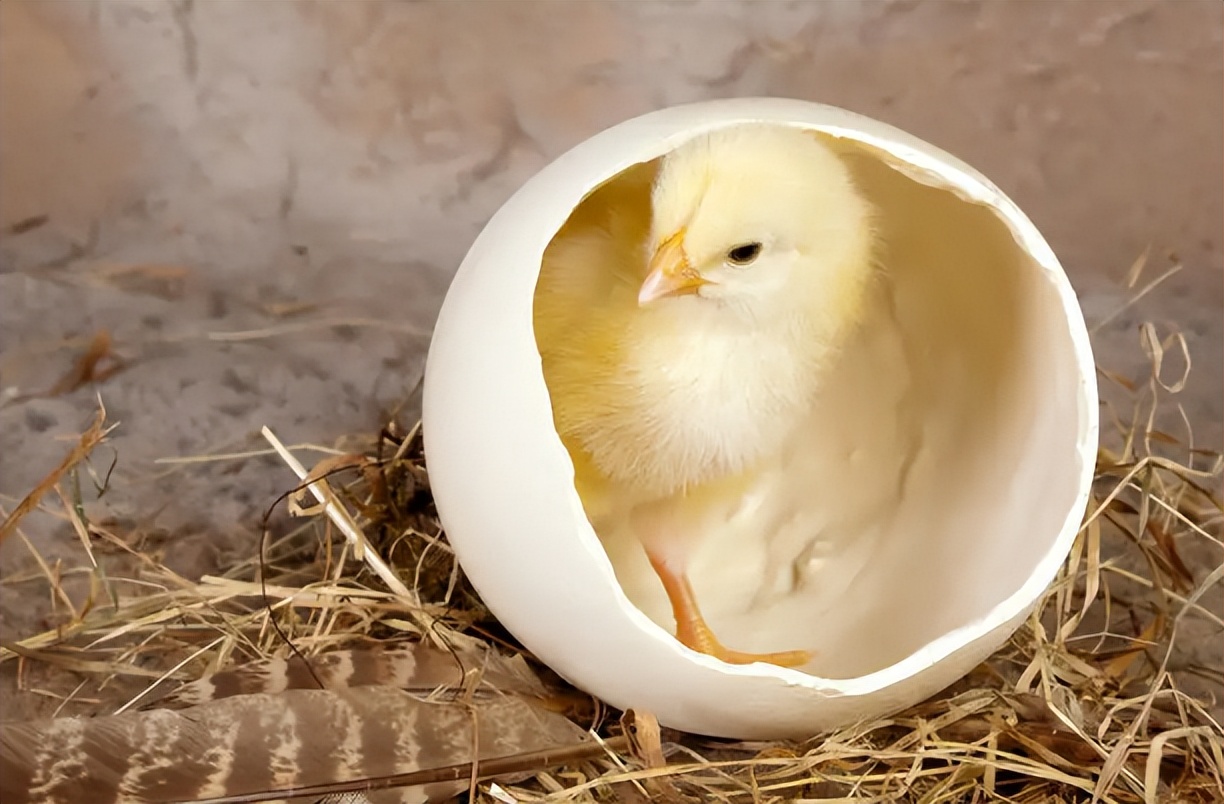 母鸡孵小鸡要多少天?