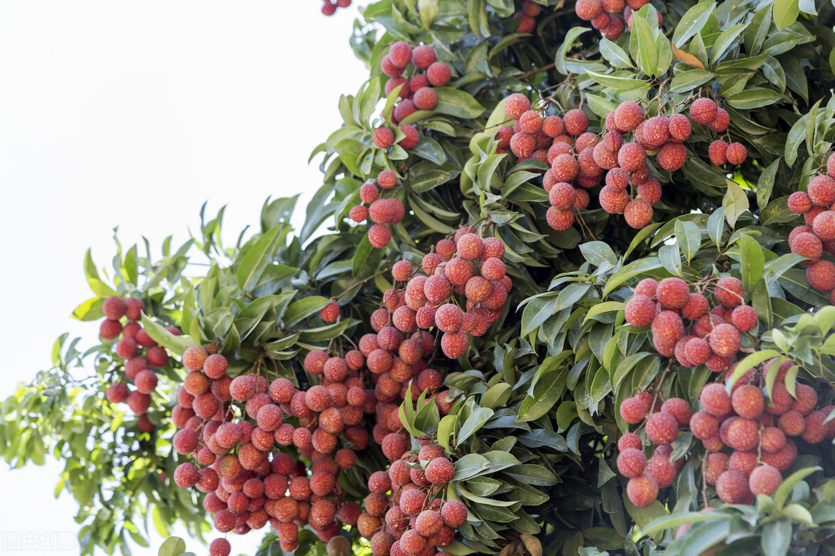 品牌注册需要什么条件（申请绿色食品你需要知道的5个真相）