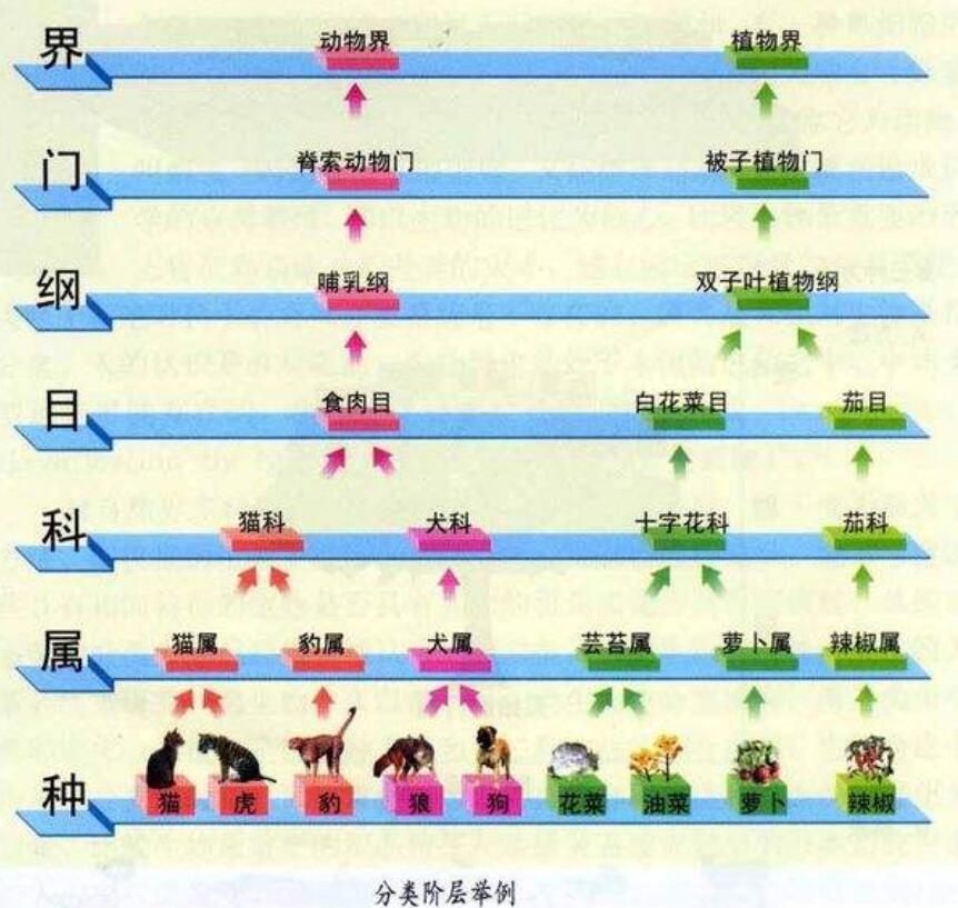 自然界独一无二,人的"奇特胸部",是猿进化成人的重要标志?