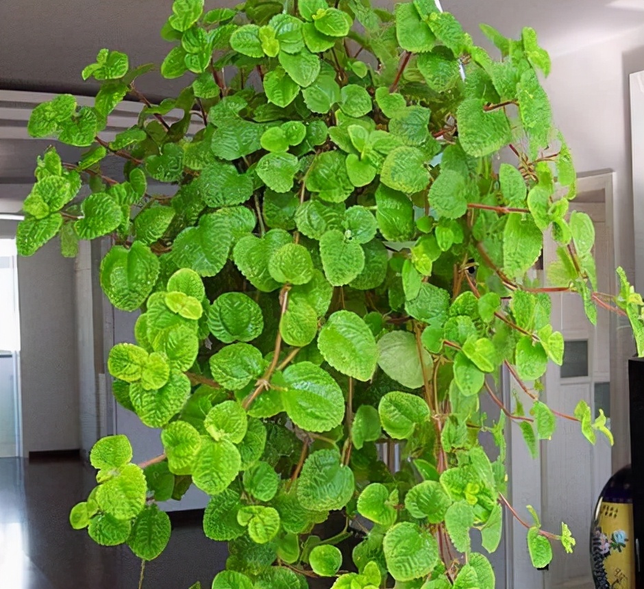 5种“香香花”摆在卫生间，臭味通通跑光，跟喷了香水儿似得