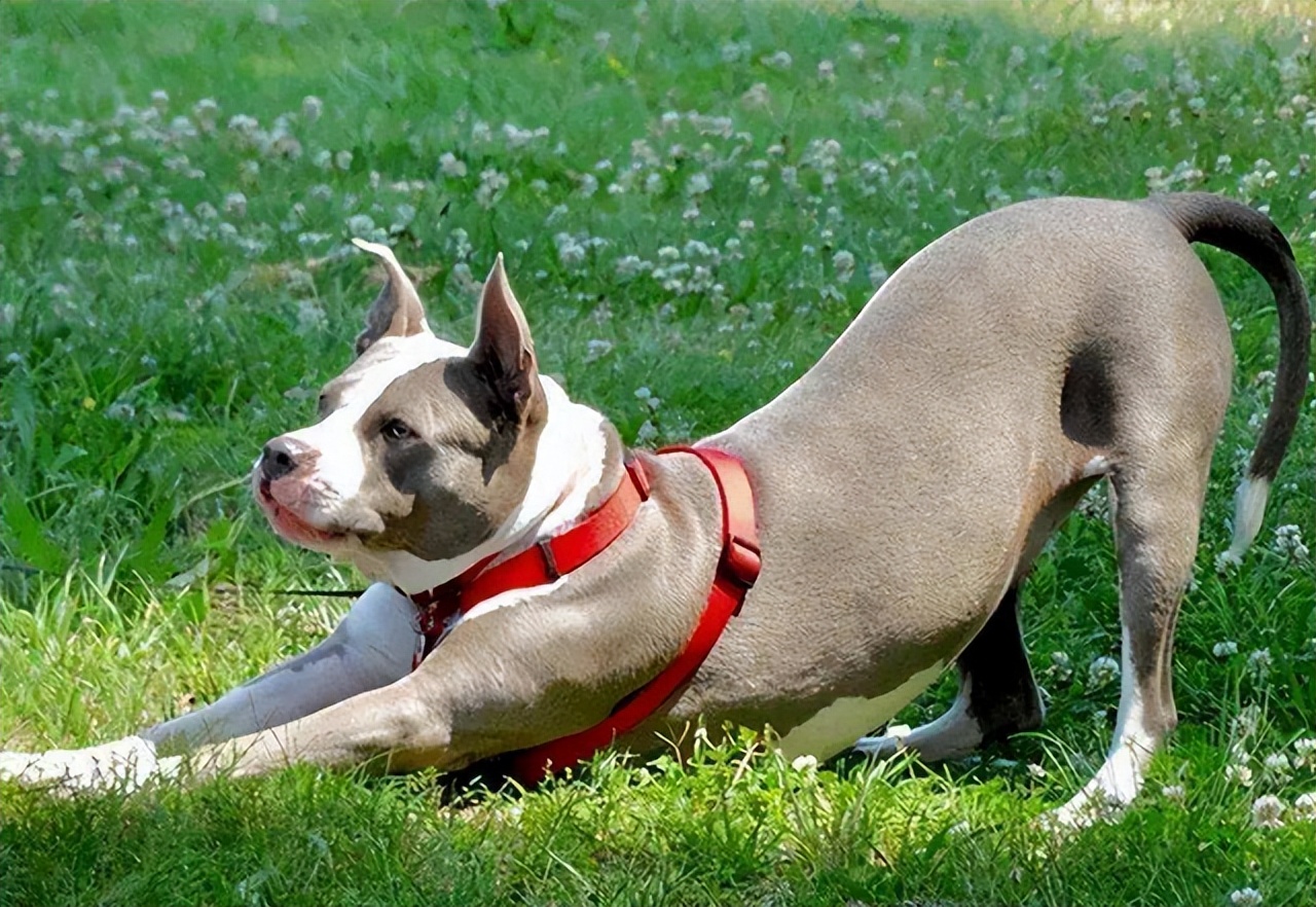 狗狗「伸懶腰」的含義，你全都了解嗎？