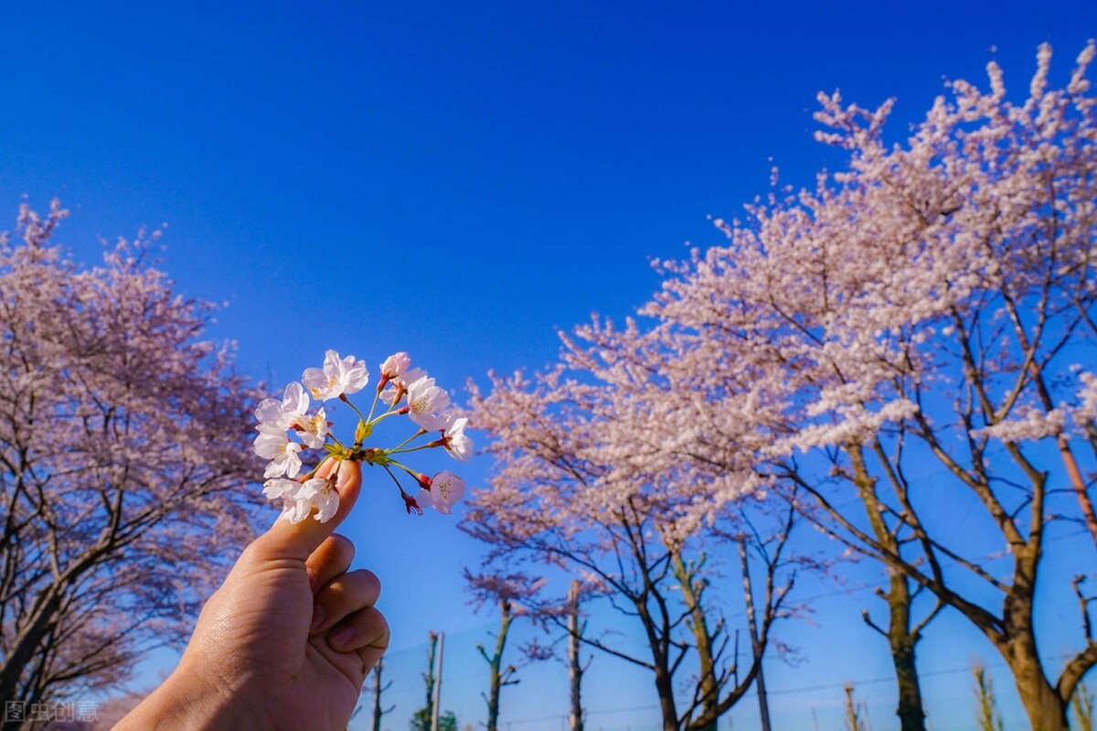 你知道樱花也分“派系”的吗？