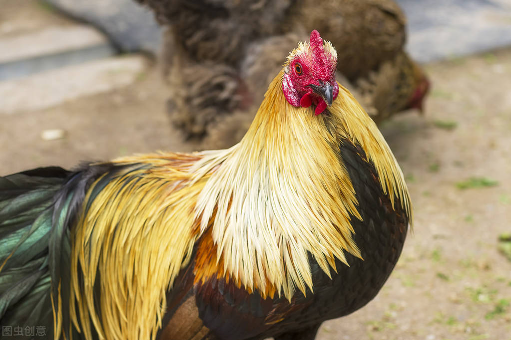 公鸡啄人的真相:公鸡看到的你十分欠啄,人越漂亮越容易中招