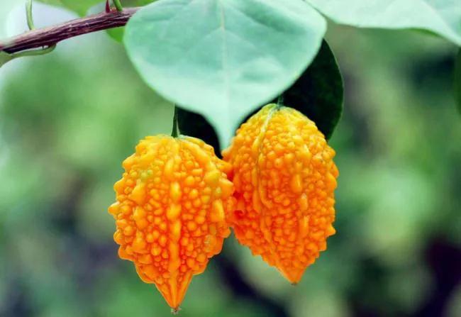 500种水果名称及图片(100种不常见的水果) - 科猫网