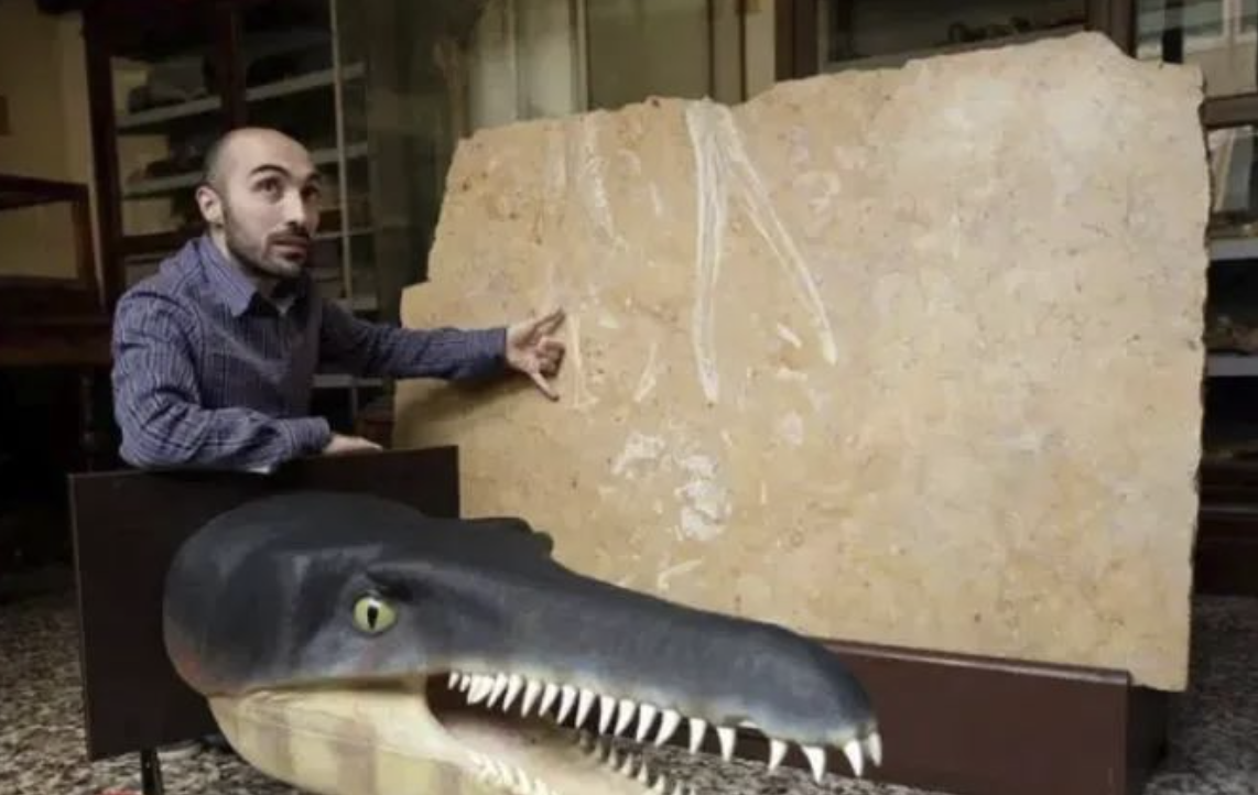 石材里的化石你见过吗？都有哪些石材里面有化石呢