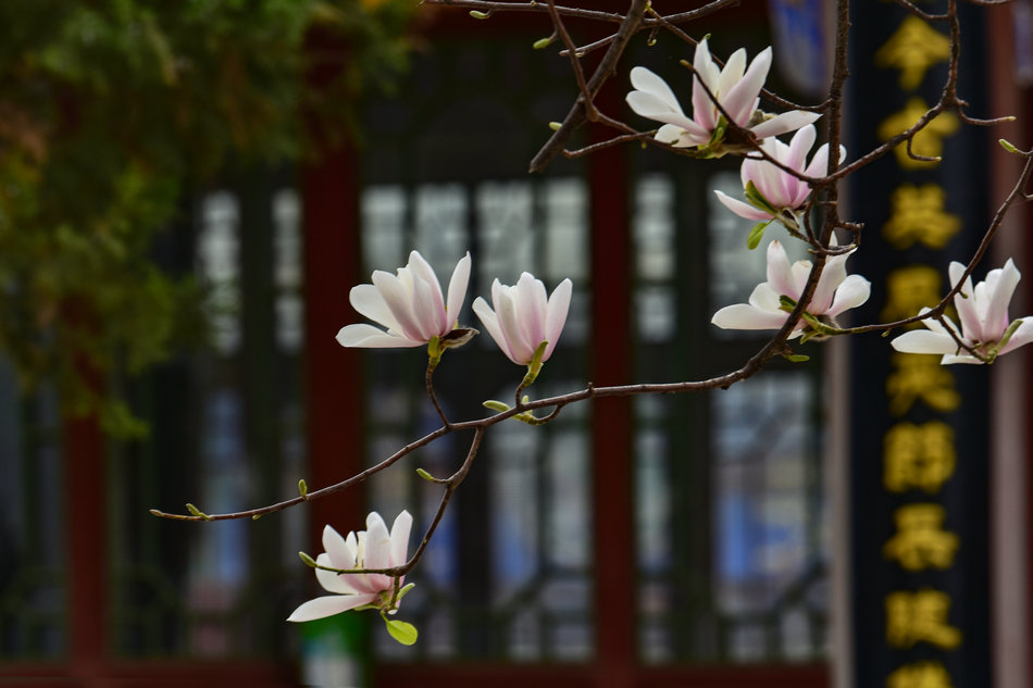 天水千年古玉蘭，滿頭吐玉，芬芳迷人