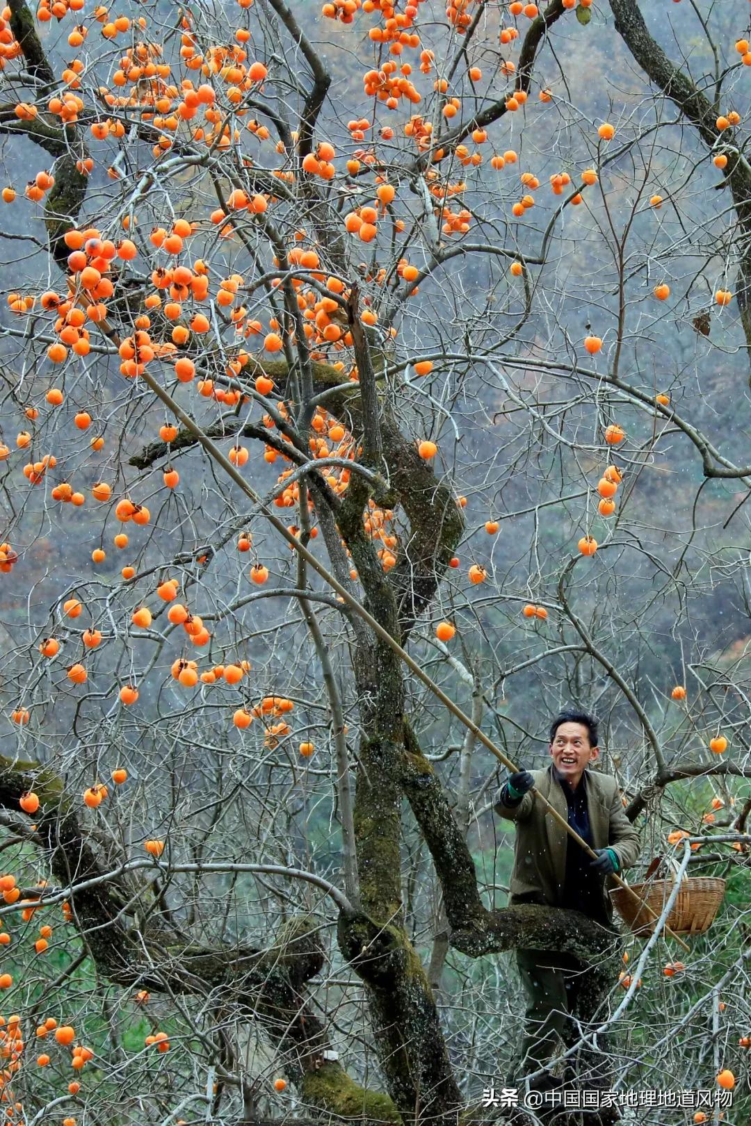 柿子圖片大全(陝西) - 赤虎壹號