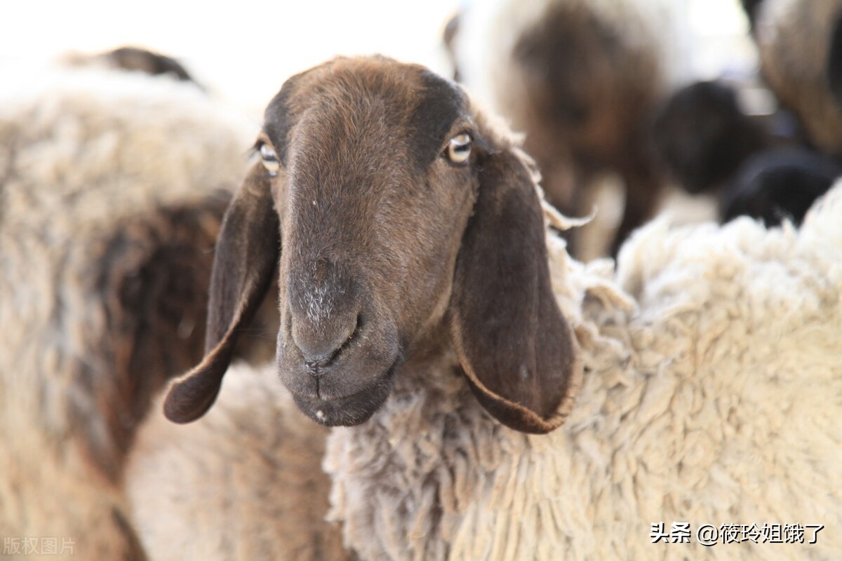 【刀郎羊】又称多浪羊,可以说是目前已知羊品种里最贵的一种羊了!