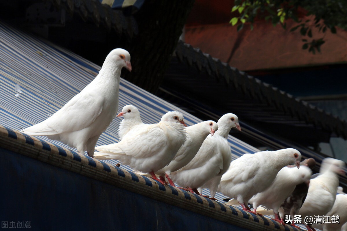 鸽子饲喂时，把握