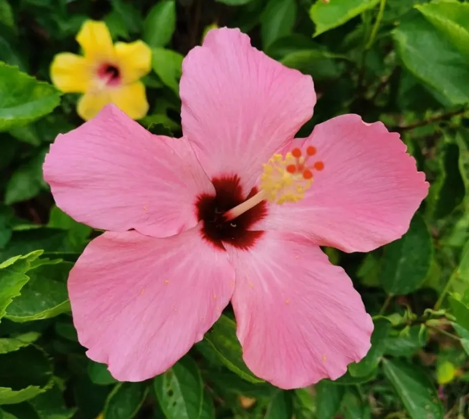 扶桑花,又叫朱槿