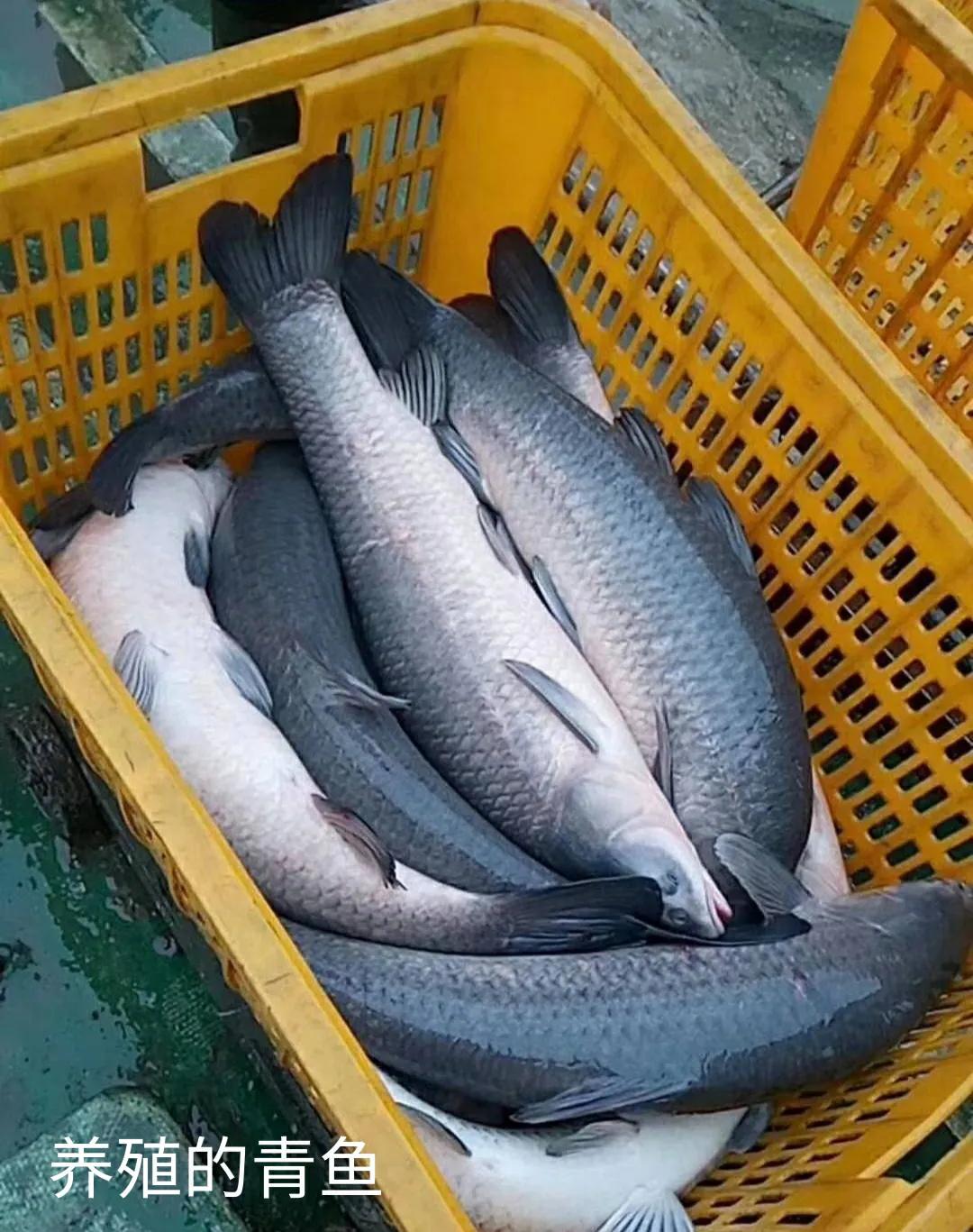 活宝石，青鱼石