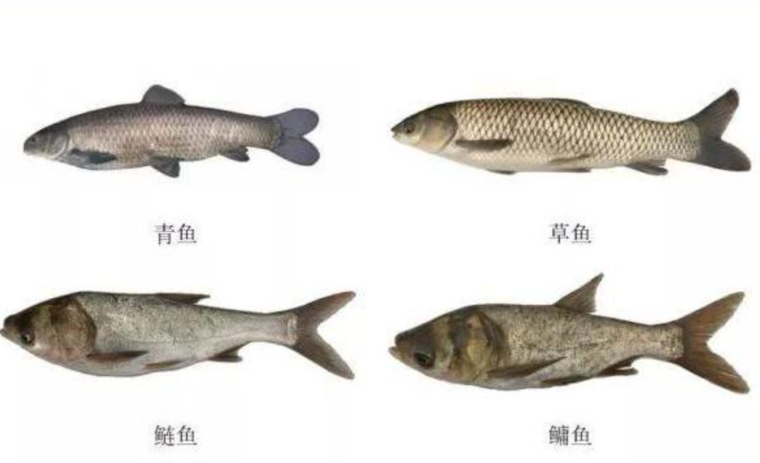 清道夫什么意思日益泛滥的清道夫鱼可能被我们在未来吃成濒危物种吗