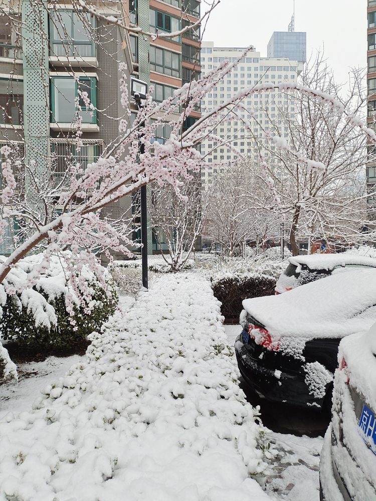 一场雪，让这里的春天真美 摄影/诗文：李武兵