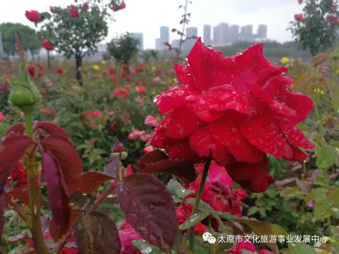 线上展览|“山河春意 锦绣太原——花的世界”主题摄影线上图片展（二十）