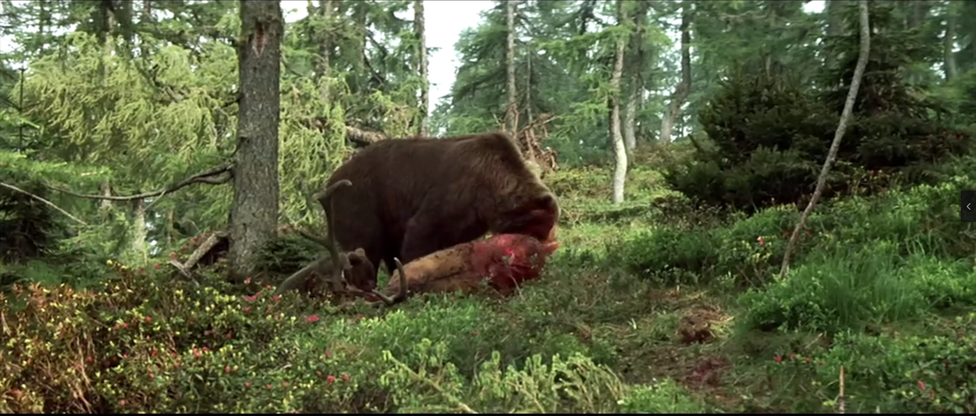 豆瓣9.1分电影《熊的故事》：生存本就不易，请人类停止捕猎